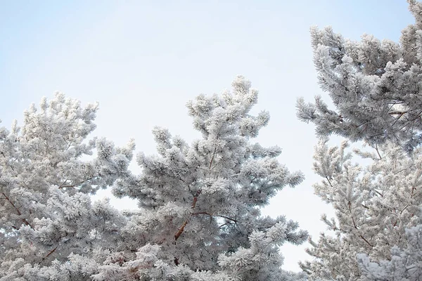 Snowy blue spruce closeup on blurred background — Stock Photo, Image