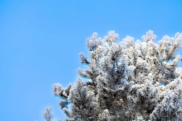 Abeto azul nieve primer plano sobre fondo borroso —  Fotos de Stock