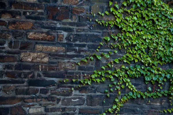 Een zwarte stenen muur met groene klimplant aan de zijkanten. Achtergrond voor het ontwerp — Stockfoto