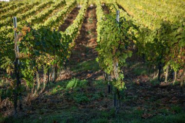 Üzüm bağlarının yeşil tarlaları. yatay resim