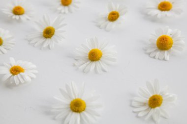 Beyaz doğal bir arka planda papatya deseni. Metin alanının bir kopyasına sahip bir Daisy çerçevesi.