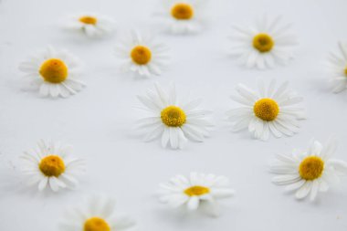 Beyaz doğal bir arka planda papatya deseni. Metin alanının bir kopyasına sahip bir Daisy çerçevesi.