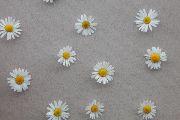 Pattern of daisies on a gray natural background. A Daisy frame with a copy of the text space.