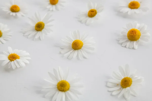 Pattern of daisies on a white natural background. A Daisy frame with a copy of the text space.