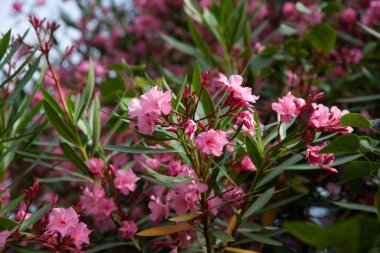 Çiçek açan pembe rhododendron. Çiçek arkaplanı ve kapat