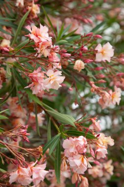 Çiçek açan pembe rhododendron. Çiçek arkaplanı ve kapat