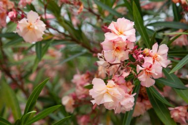 Çiçek açan pembe rhododendron. Çiçek arkaplanı ve kapat