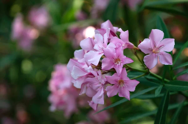 Rododendro Rosa Flor Fundo Flor Fechar — Fotografia de Stock