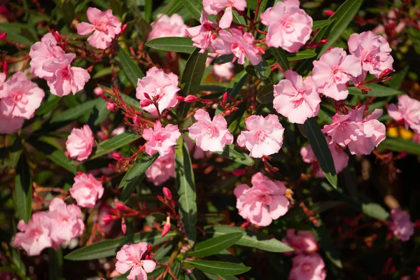 Çiçek Açan Pembe Rhododendron Çiçek Arkaplanı Kapat — Stok fotoğraf