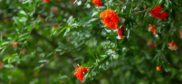 Blooming pomegranate. Nature pattern. Red flowers of pomegranate. — Stock Image Blooming Pomegranate Nature Pattern Red Flowers Pomegranate Royalty Free Stock Images