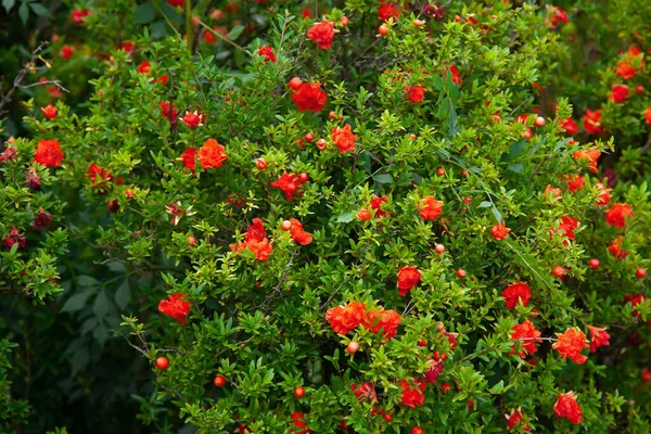 Blooming pomegranate. Nature pattern. Red flowers of pomegranate. — Stock Image Blooming Pomegranate Nature Pattern Red Flowers Pomegranate Stock Photo