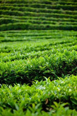 Yeşil çay tarlaları, yeşil bitki arka planı.