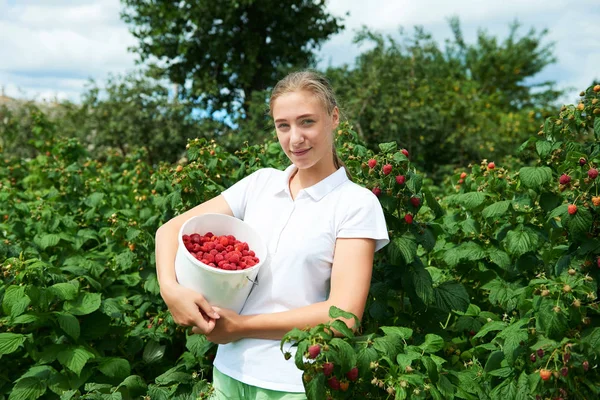 Genç kız bahçıvan beyaz tişört içinde toplamak bir hasat yaz gününde ahududu