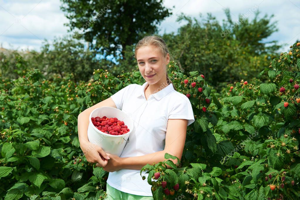 Young girl gardener in white T-shirt gather a harvest raspberry on summer day
