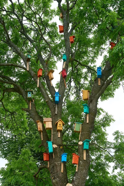 Des nichoirs colorés sur un grand arbre. concept de protection de la nature — Photo
