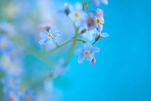 Små Blå Blommor Färgad Bakgrund Med Tomt Utrymme För Dig — Stockfoto