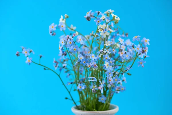 Kleine Blaue Blumen Der Vase Auf Farbigem Hintergrund Dünner Stiel — Stockfoto