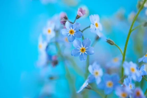 Små Blå Blommor Vas Färgad Bakgrund Tunn Stjälk Små Fina — Stockfoto