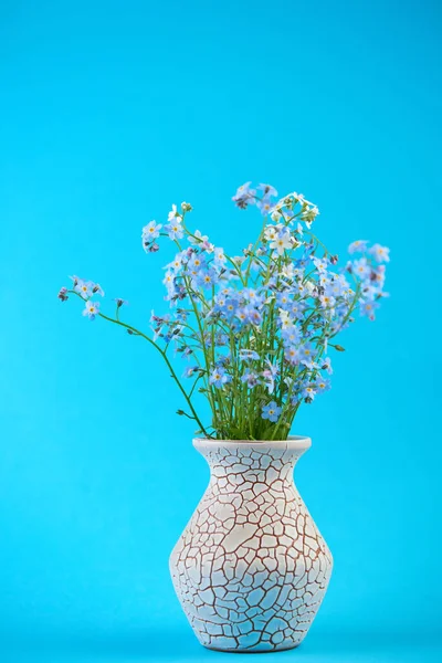 Kleine Blaue Blumen Der Vase Auf Farbigem Hintergrund Dünner Stiel — Stockfoto