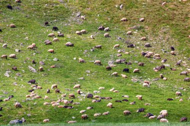 Bir dik çim yamaçta otlatma koyun sürüsü.