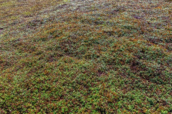 Alfombra Verde Llena Arándanos Planta Cerca —  Fotos de Stock