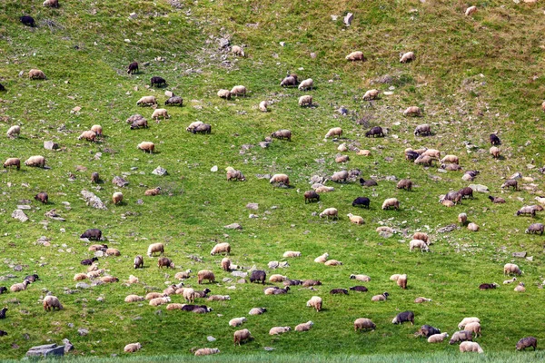 Bir dik çim yamaçta otlatma koyun sürüsü.