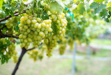 yeşil üzüm yaprakları üzüm meyve bitkiler üzerinde açık havada.