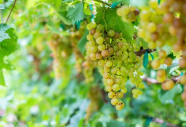 yeşil üzüm yaprakları üzüm meyve bitkiler üzerinde açık havada.