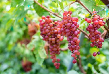 yeşil üzüm yaprakları üzüm meyve bitkiler üzerinde açık havada.