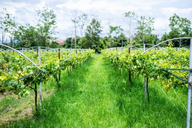 yeşil üzüm yaprakları üzüm meyve bitkiler üzerinde açık havada.