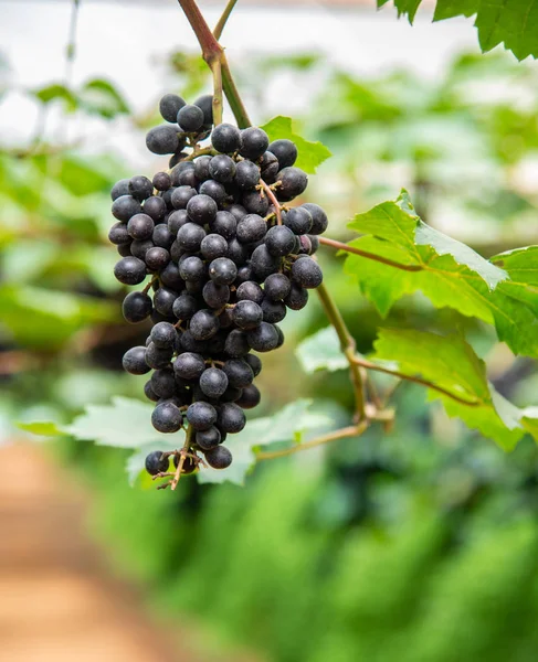 Winogrona Zielonym Pozostawia Roślinach Owoce Winogron Zewnątrz — Zdjęcie stockowe