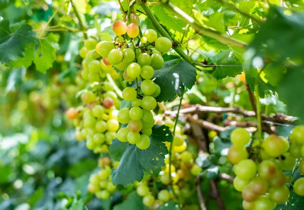 Winogrona Zielonym Pozostawia Roślinach Owoce Winogron Zewnątrz — Zdjęcie stockowe