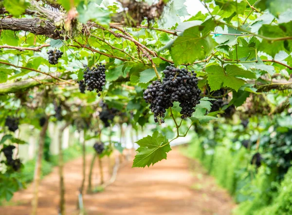 Winogrona Zielonym Pozostawia Roślinach Owoce Winogron Zewnątrz — Zdjęcie stockowe