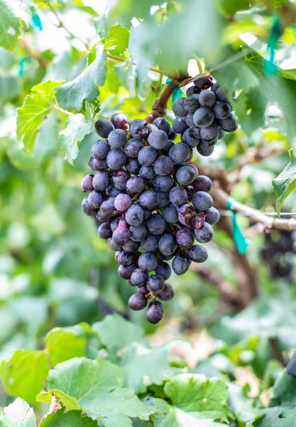 Druiven Met Groene Bladeren Druif Fruitgewassen Buitenshuis — Stockfoto