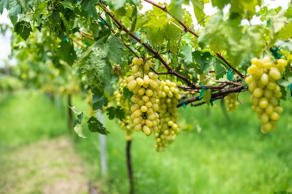 Виноград Зеленим Листям Рослинах Винограду Відкритому Повітрі — стокове фото