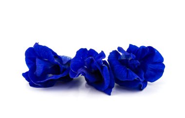 Beyaz arkaplanda Kelebek bezelye çiçeğini kapat.