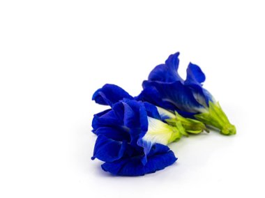 Beyaz arkaplanda Kelebek bezelye çiçeğini kapat.