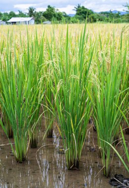 Pirinci derin mor renkte olduğunu; Bu muhteşem koyu renk yüksek beslenme verim bitkilerin normaldir.