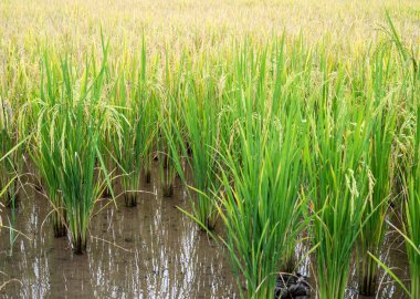 Pirinci derin mor renkte olduğunu; Bu muhteşem koyu renk yüksek beslenme verim bitkilerin normaldir.