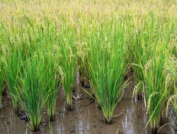 Rice Deep Purple Colour Gorgeous Dark Colour Typical Plants Yield — Stock Photo, Image