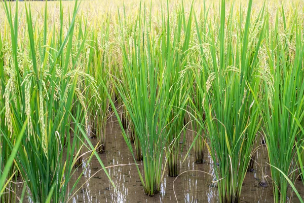 Arroz Cor Púrpura Profunda Esta Linda Cor Escura Típica Plantas — Fotografia de Stock