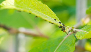 Küçük siyah yaprak biti sürüsü bir bitkinin kök üzerinde