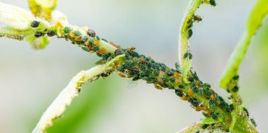 Küçük siyah yaprak biti sürüsü bir bitkinin kök üzerinde