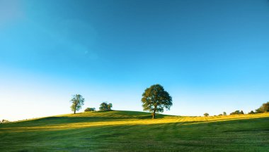 Yalnız eski kel ağaçta taze yeşil çayır, canlı bir kırsal manzara mavi gökyüzü ile