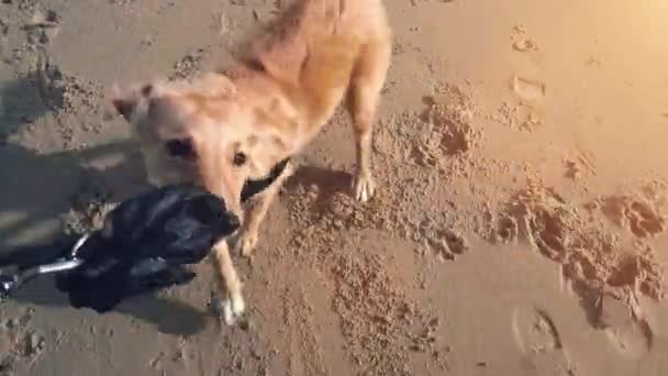 Młody Pies Zabawy Plaży Latem — Wideo stockowe