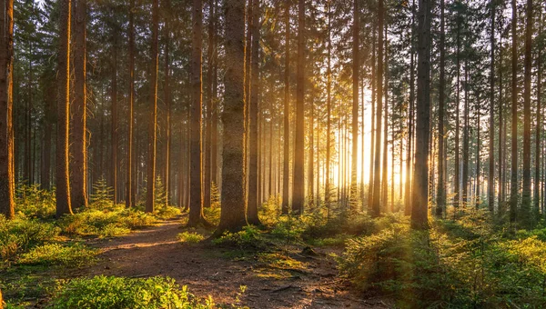 Stille Bos Het Voorjaar Met Prachtige Heldere Zonnestralen Wanderlust — Stockfoto