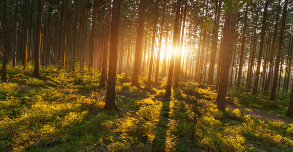 Silent Forest in spring with beautiful bright sun rays - wanderlust