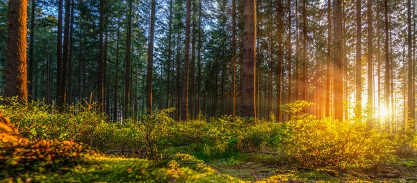 Tichý Les Jaře Krásnými Jasnými Slunečními Paprsky Toulavý Chtíč — Stock fotografie
