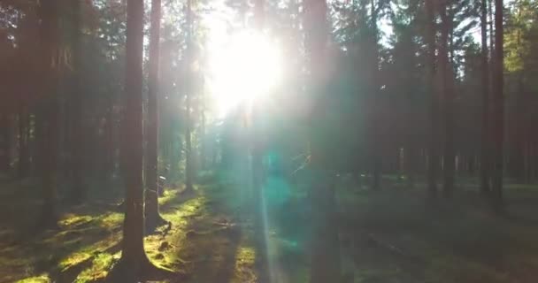 Тихий Лес Весной Красивыми Яркими Солнечными Лучами Гладкий Следящий Снимок — стоковое видео