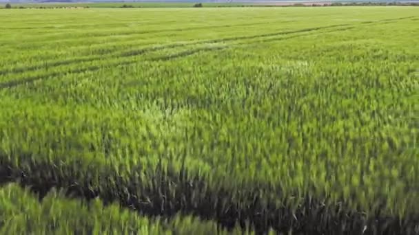 Zlatá Pšenice Letící Panorama Stromem Při Západu Slunce Mraky Venkovské — Stock video